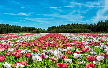 fotografia di paesaggio, rosso, bianca, fiori, giorno, papavero, campo di papaveri, fiore, campo, paesaggio, natura