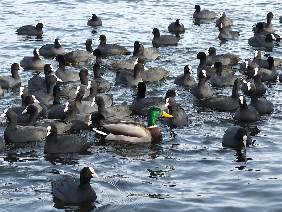 クーツ、 マガモ、 水、 アンダース、 所属、 グループ、 個別に、 囲まれて、 真ん中に、 鳥、 動物