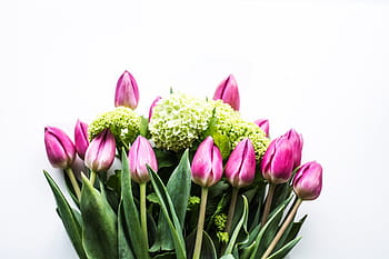 makró felvétel, rózsaszín, tulipán, zöld, hortenzia, virágok, természet, virág, rózsaszín szín, frissesség, stúdió felvétel