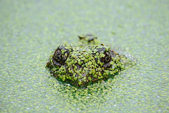 Tiere, Reptilien, Amphibien, Sumpf, unter wasser, Oberfläche, Blätter, Moos, Augen, Raubtier