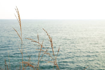 Marrone, pianta, corpo, acqua, erba, vicino, mare, oceano, blu, natura, orizzonte