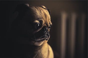 fawn pug puppy, black, brown, pug, dog, pet, animal, cute, sad, one animal, animal body part