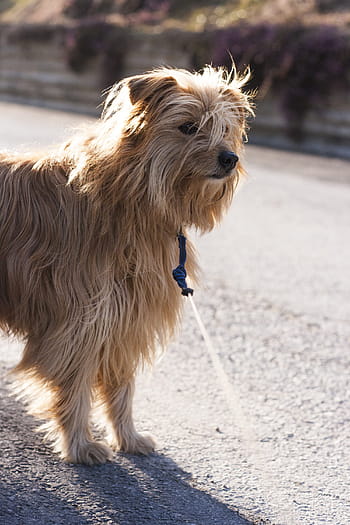 Dog, Hybrid, Leash, Walk, dog, hybrid, go for a walk, gassi, evening, back light, small dog, pet