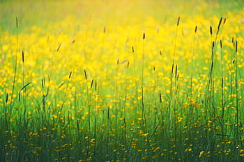 closeup, rapeseed flower field, green, grass, yellow, flower, plants, nature, farm, field, garden