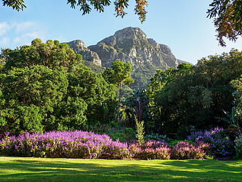 kirstenbosch botanical gardens, landscape, nature, tree, flowers, flora, pink, purple, lavender, green, park