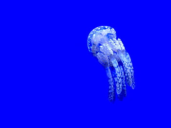 meduse galleggianti, Medusa, acquatico, animale, oceano, subacqueo, blu, acqua, vita marina, un animale, mare