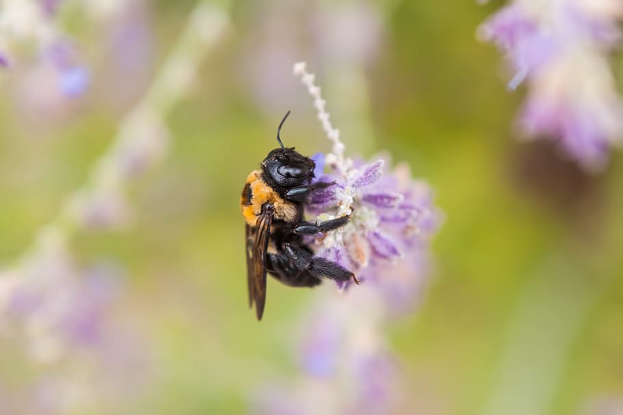 bee, nature, fly, animal, buzz, flower, wildlife, pollen, bumble, macro, close