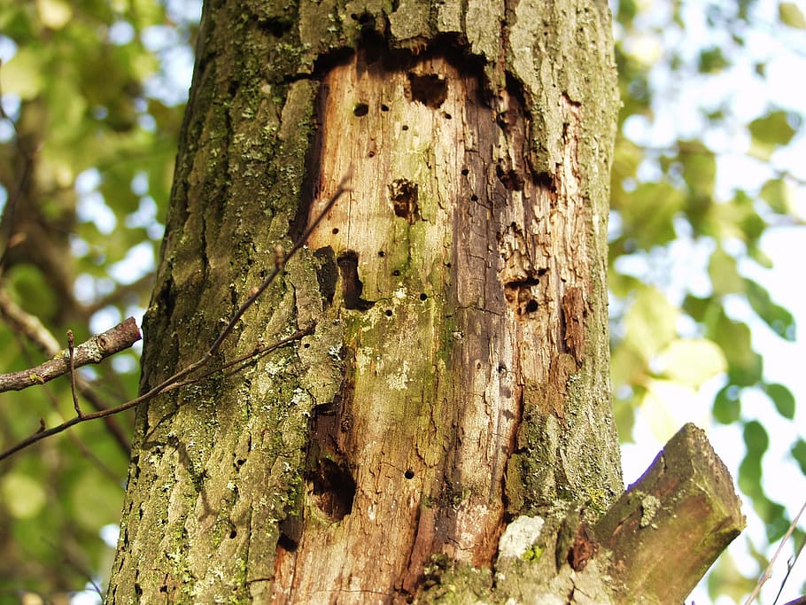 log, morsch, injury, bark separation, nature, wood worm, holes, kleiber