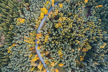 solitário, estrada, Lonely Road, Woods, Aérea, outono, olho de pássaro, fotografia por drone, drones, floresta, de cima