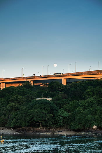 fotografie, zelená, listoval, stromy, hnědý, šedá, beton, den, čas, řeka, voda
