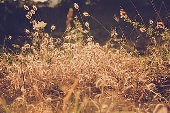 brown, green, grass photography, green grass, photography, country, fields, grass, orange, nature, outdoors