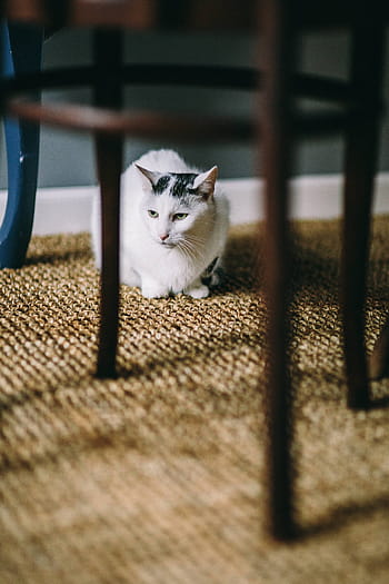 黒、 白、 猫、 床、 テーブル、 黒と白、 白猫、 ペット、 動物、 カーペット、 座っている