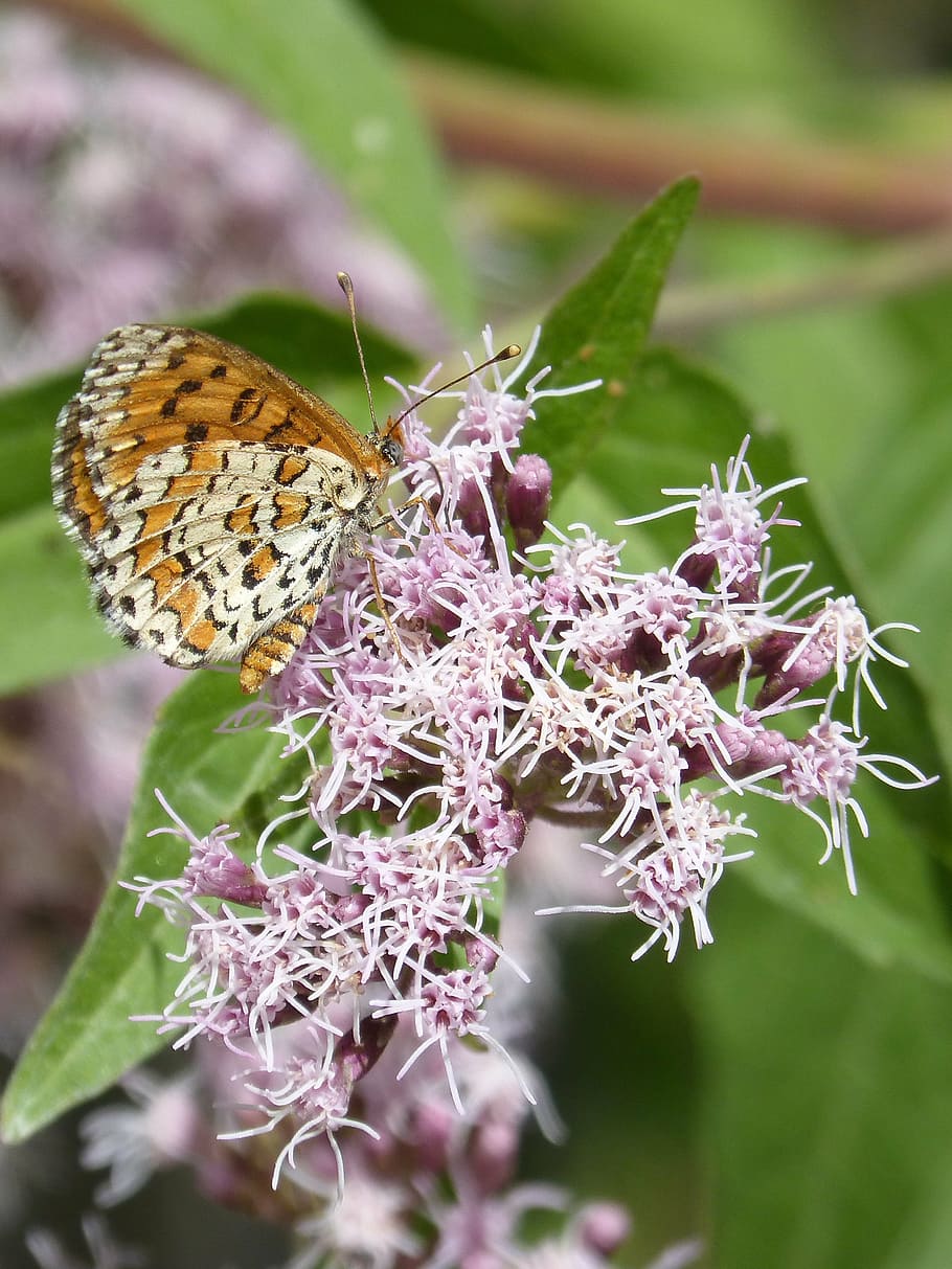 melitaea deione, butterfly, damer dels conillets, flower, libar