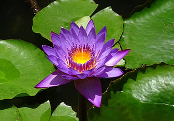 lilie, květ, nymphaea tina, tropický, den-kvetoucí, leknín, viviparous, modrý leknín, neelkamal, nil-sapla, nymphaea nouchali