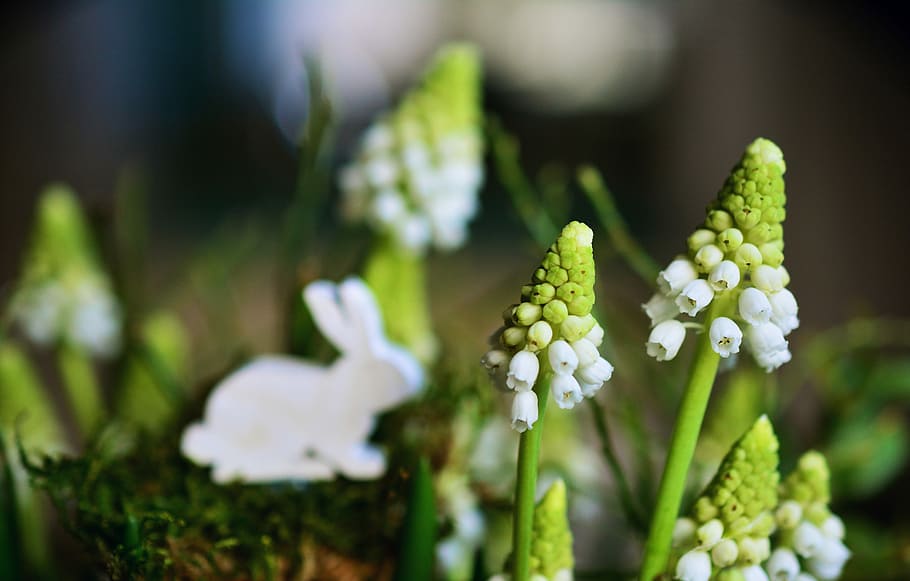 selective, focus photography, white, petaled flowers, hyacinth, grape hyacinth, white grape hyacinths, easter bunny, spring, easter, easter decoration