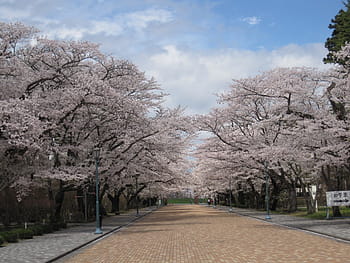 pink, cherry, blossom, trees, brown, road, daytime, Cherry Blossom trees, wood, cherry tree, cherry blossoms