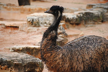 emu, pták, Příroda, zvíře, volně žijících živočichů, divoký, zobák, krk, pštros, hlava, oko