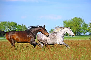 two, horse, galloping, grass field, flock, mold, brown, thoroughbred arabian, pasture, paddock, coupling