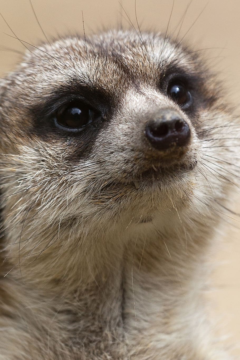 malý, oči, roztomilý, stvoření, šelmy, zvíře, poušť, tvář, vlasy, suricata, hnědý
