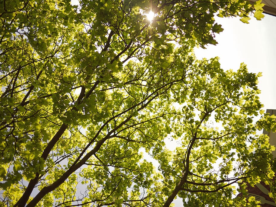 albero, ramo, legna, foglia, natura, soleggiato, frondoso, sole, luminosa