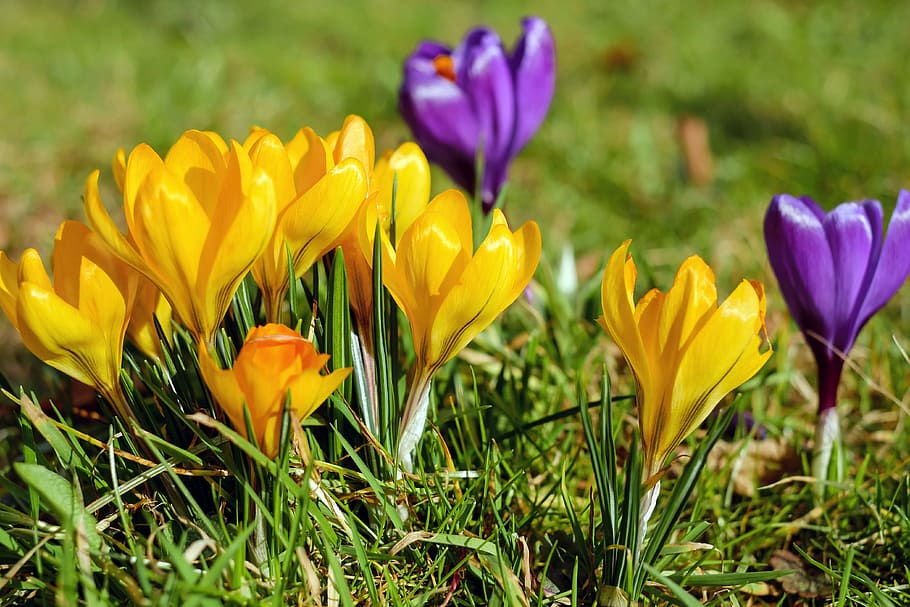 zavřít, fotografie, žlutá, nachový, květy okvětní lístky, krokus, květiny, květ, fialový, jaro, louka