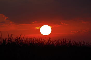 fotografie silueta, iarbă, de aur, ora, zi s, răsărit, vară, frumos, natural, dimineața, natură