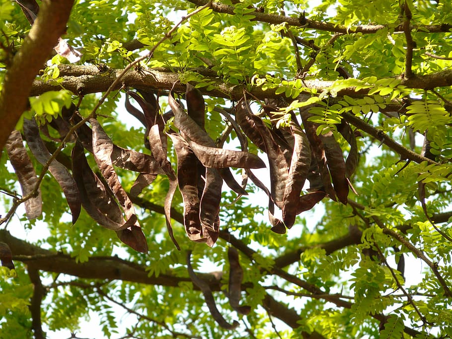 carob, strom, luštěniny, listy, větev, ovoce, semena, boll, lusky
