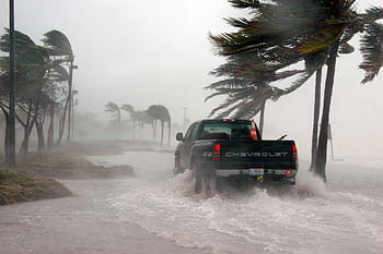 nero, camioncino chevrolet, accanto, palma da cocco, Key West, Florida, uragano, dennis, tempo metereologico, tempesta, tempestoso