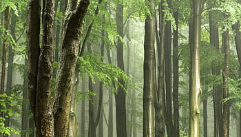 trees, smoky, background, gentle light, tree trunks, after the rain, wet, haze, fog, diffuse light, mood