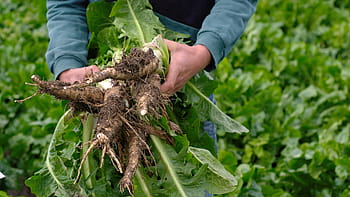 cichorei, cichoreiwortels, groenten, wortel, voedsel, gezond, fabriek, gewas, vegetarisch