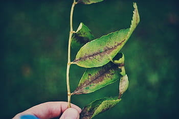 Person, halten, Grün, blätterte, Pflanze, Blatt, Natur, verwischen, Hand, menschliche Hand, menschliches Körperteil