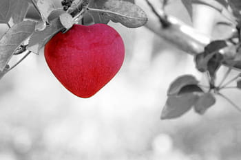 selective, color, pink, fruit, apple, love, heart