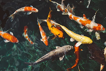 Wasser, Orange, Weiß, koi, Fisch, unter wasser, Schwimmen