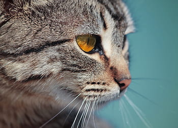 animals, cat, whiskers, nose, pet, eyes, fur