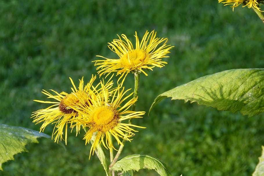 Inula, fiori, vero alant, iluna helenium, compositi, pianta medicinale, fiore, giallo, pianta, natura, estate