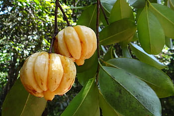 รอบ, สีเหลือง, ภาพถ่ายระยะใกล้, ส้มแขกกัมพูชา, มะขามเปียก, Vadakkan puli, มะขามตอนเหนือ, ส้มแขก gummi-gutta, gambooge, brindleberry, Brundall Berry