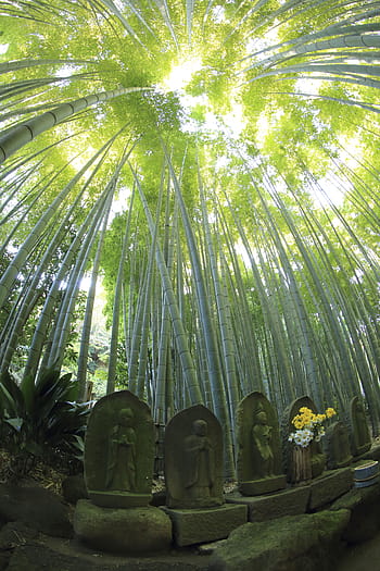 monumenti di pietra, accanto, erbe di bambù, giorno, natura, le foglie, verde, bambù, boschi, foresta, viaggio