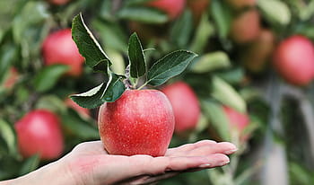 red, apple, person, left, hand, shallow, focus photography, red apple, apple orchard, delicious, fruit