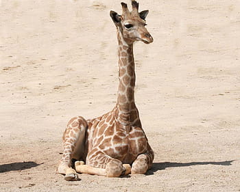 brown, giraffe, sand, baby giraffe, mammal, wildlife, zoo, baby, cute, animal, young