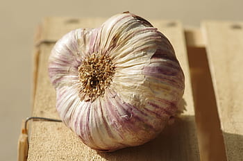 garlic, purple garlic, food, nature, novelty, flavors, gourmet, kitchen, agriculture, head of garlic, harvest