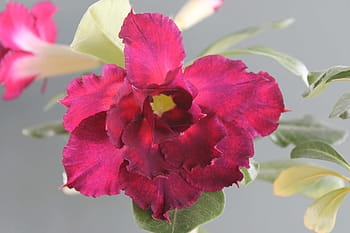 flower, nature, plant, sheet, garden, adenium, adenium spiderman, red, macro, desert rose