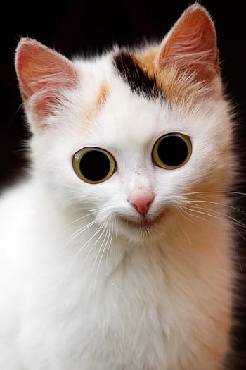닫기, 사진, 옥양목, 고양이, 닫다, 옥양목 고양이, 동물, 무서운, 하인, 귀, 눈