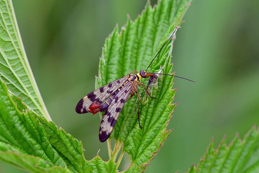 communis, insect, meadow, food intake, close up, macro