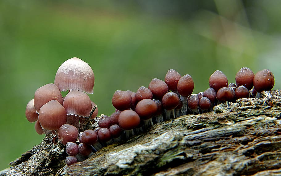 Mycena, brown cluster mushrooms, forest fungi, woodland mushrooms, Mycena genus, small mushrooms, nature photography, outdoor mushrooms, Mycena species, close-up mushrooms, natural habitat