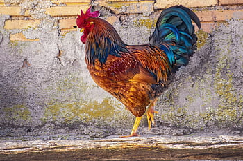 Gallo, peří, barvitý, zvířat, ave