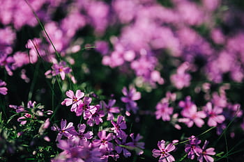 closeup, bunga, taman, flora, latar belakang, mekar, foral, merah muda, musim semi
