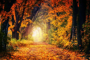 landscape photo, forest, autumn, avenue, away, leaves, tree, leaf, nature, rest, fog