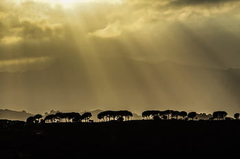 sagoma di alberi, alberi, pianta, vista, natura, all'aperto, montagna, silhouette, buio, paesaggio, luce del sole