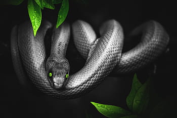 gray snake illustration, snake, jungle, green, reptile, animal, scale, zoo