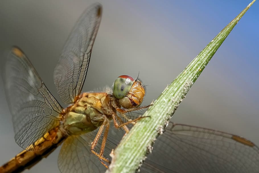 barna, szitakötő, zöld, levél növény, rovar, makró, természet, szárnyak, vadvilág, Odonata, fauna